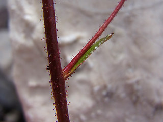 Saxifraga crustata