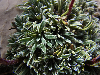 Saxifraga crustata