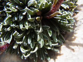 Saxifraga crustata