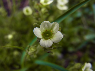 Saxifraga exarata