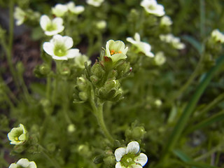 Saxifraga exarata