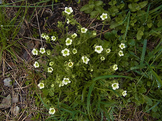 Saxifraga exarata