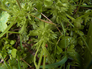 Saxifraga exarata