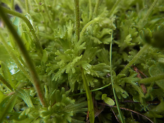 Saxifraga exarata