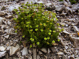 Saxifraga moschata