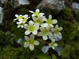 Saxifraga paniculata