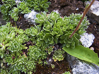 Saxifraga paniculata