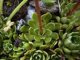 Saxifraga paniculata