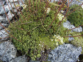 Saxifraga paniculata