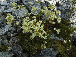 Saxifraga paniculata