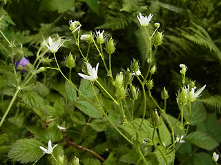 Saxifraga rotundifolia