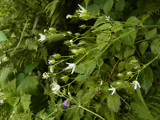 Saxifraga rotundifolia