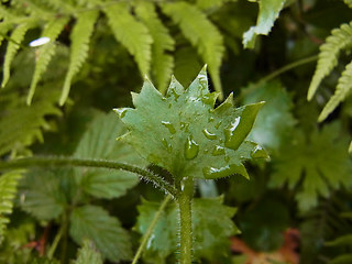 Saxifraga rotundifolia