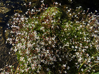 Saxifraga stellaris