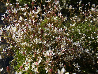 Saxifraga stellaris