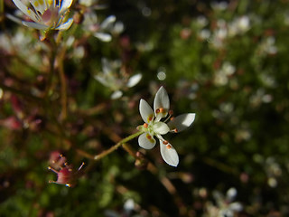 Saxifraga stellaris