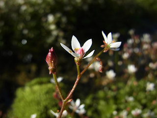 Saxifraga stellaris