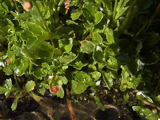 Saxifraga stellaris