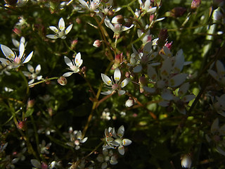 Saxifraga stellaris