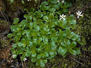 Saxifraga stellaris