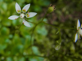 Saxifraga stellaris