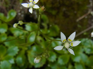 Saxifraga stellaris