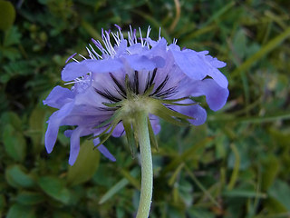 Scabiosa columbaria