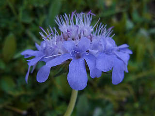 Scabiosa columbaria