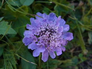 Scabiosa columbaria