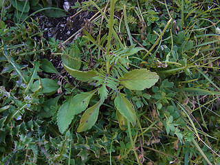 Scabiosa columbaria