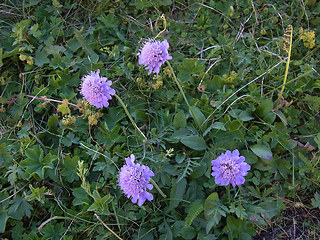 Scabiosa columbaria