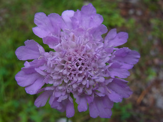 Scabiosa lucida