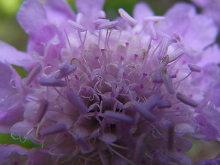 Scabiosa lucida