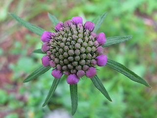 Scabiosa lucida