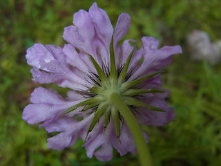 Scabiosa lucida