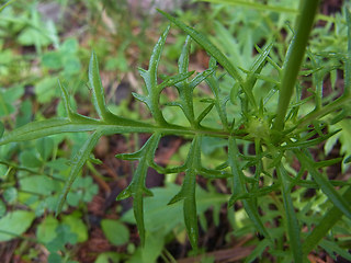 Scabiosa lucida