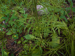 Scabiosa lucida