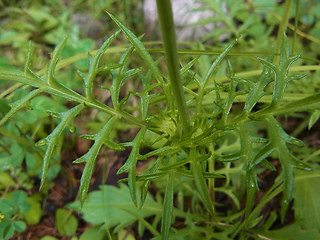 Scabiosa lucida