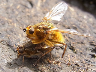 Scathophaga stercoraria