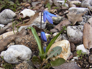 Scilla bifolia