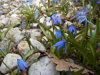 Scilla bifolia