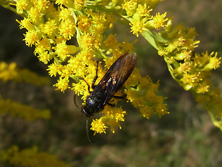 Scolia hirta