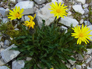 Scorzoneroides montana