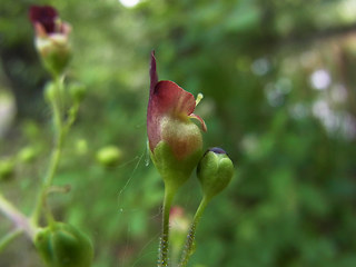 Scrophularia nodosa