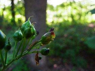 Scrophularia nodosa