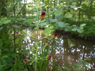 Scrophularia nodosa