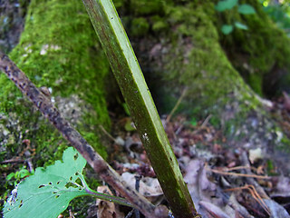 Scrophularia nodosa