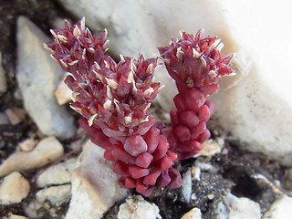 Sedum atratum