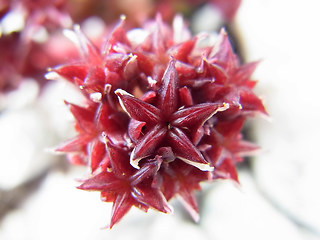 Sedum atratum