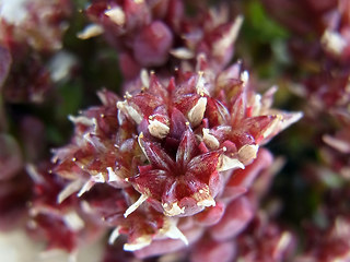 Sedum atratum